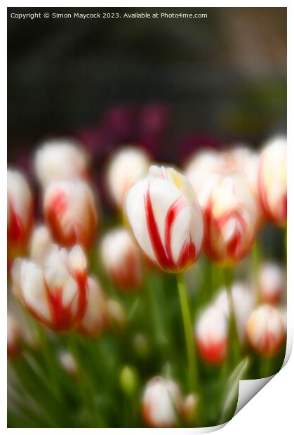 White and Red Tulips Print by Simon Maycock