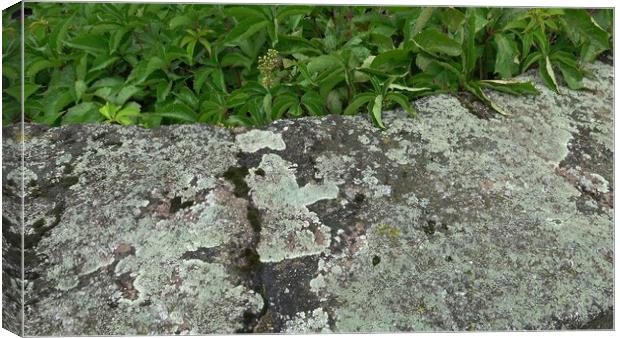Natural rustic background texture pattern with lichen and ivy formed on an old slab of stone. Canvas Print by Irena Chlubna