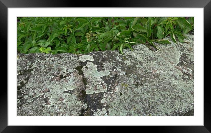 Natural rustic background texture pattern with lichen and ivy formed on an old slab of stone. Framed Mounted Print by Irena Chlubna