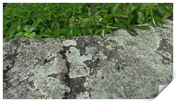 Natural rustic background texture pattern with lichen and ivy formed on an old slab of stone. Print by Irena Chlubna