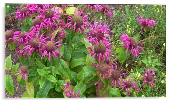 Medicinal herb. Monarda didyma (Scarlet beebalm) blooming in the garden Acrylic by Irena Chlubna