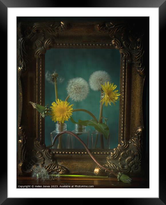Still lifecycle of dandelions Framed Mounted Print by Helen Jones