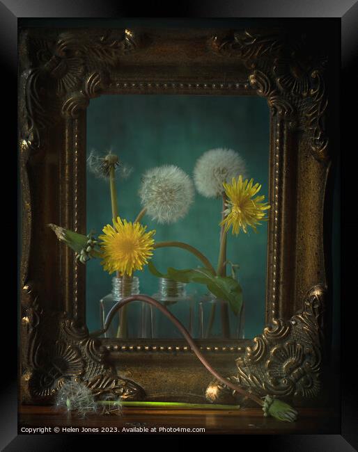 Still lifecycle of dandelions Framed Print by Helen Jones