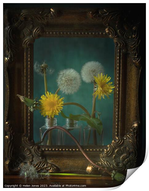 Still lifecycle of dandelions Print by Helen Jones