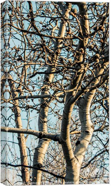 Poplars With Catkins Canvas Print by STEPHEN THOMAS