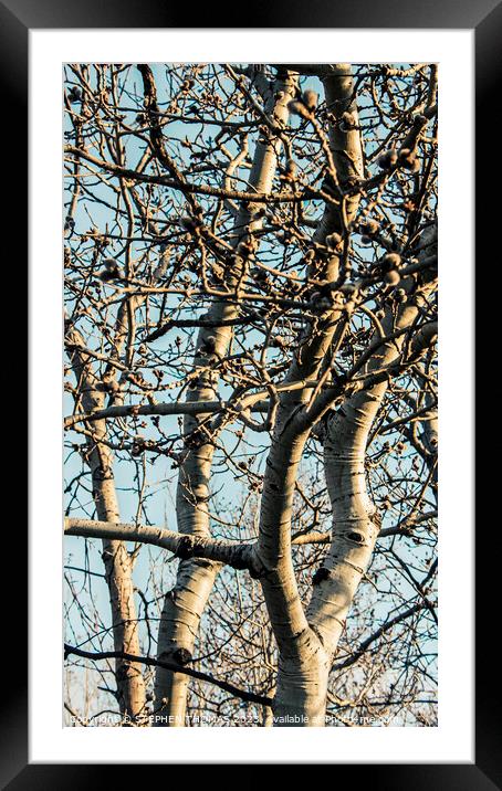 Poplars With Catkins Framed Mounted Print by STEPHEN THOMAS