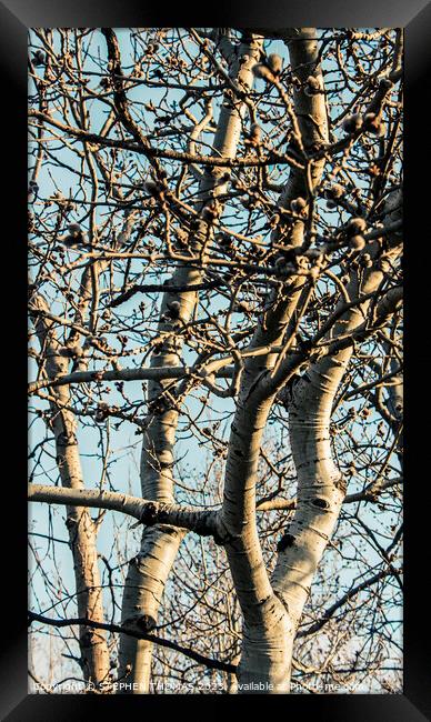 Poplars With Catkins Framed Print by STEPHEN THOMAS