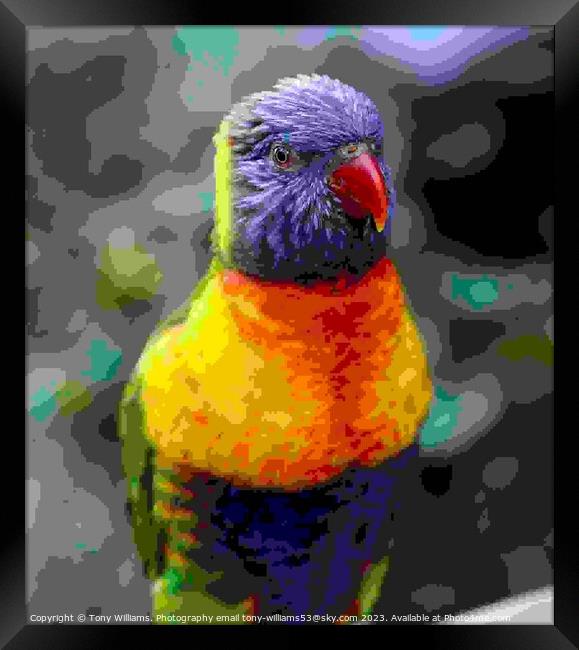 Rainbow Lorikeet Framed Print by Tony Williams. Photography email tony-williams53@sky.com