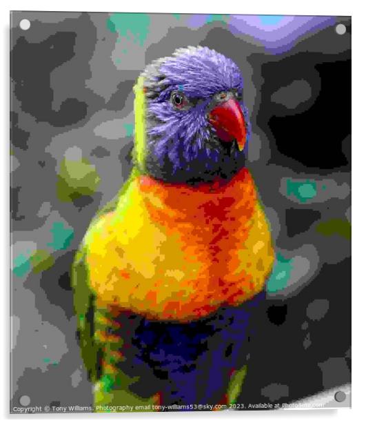 Rainbow Lorikeet Acrylic by Tony Williams. Photography email tony-williams53@sky.com