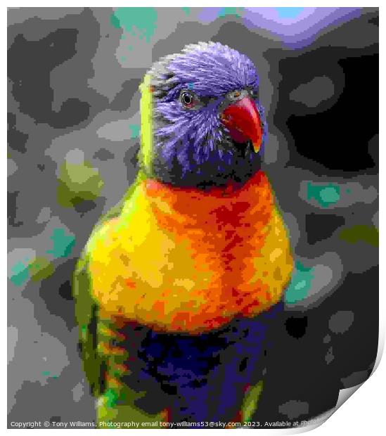 Rainbow Lorikeet Print by Tony Williams. Photography email tony-williams53@sky.com