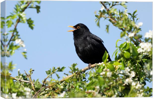 Blackbird Singing Canvas Print by Jon Pear