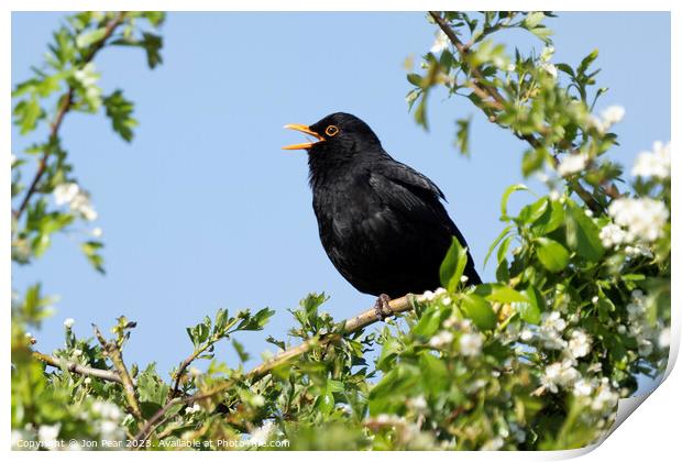 Blackbird Singing Print by Jon Pear