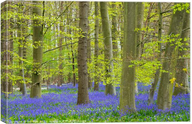 Bluebell Woods Canvas Print by Jon Pear