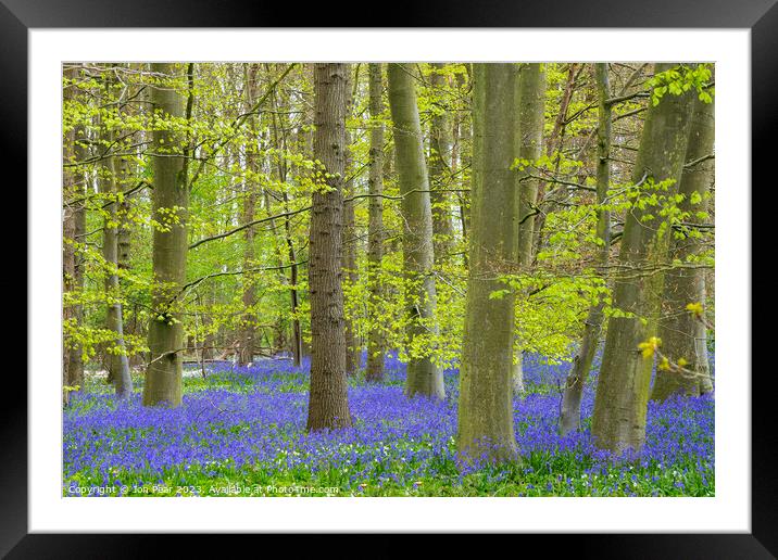 Bluebell Woods Framed Mounted Print by Jon Pear