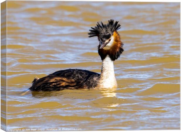 Great Crested Grebe Canvas Print by Jon Pear