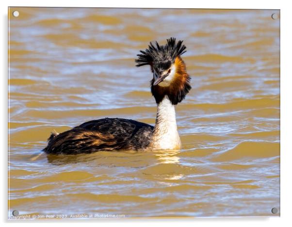 Great Crested Grebe Acrylic by Jon Pear