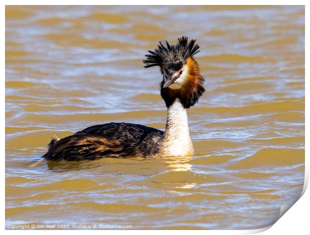 Great Crested Grebe Print by Jon Pear