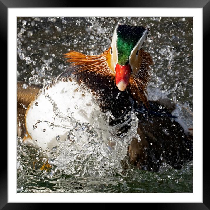 Mandarin Duck Splashing Framed Mounted Print by Jon Pear