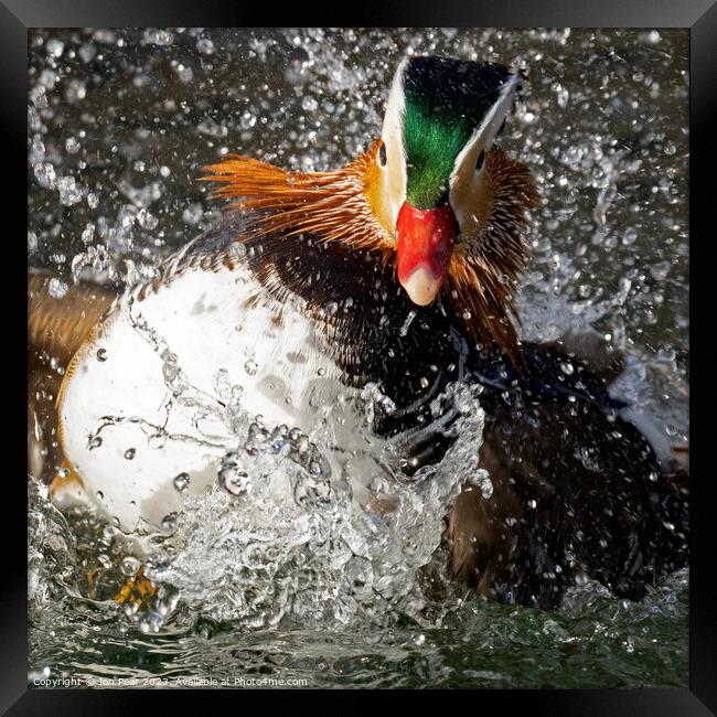 Mandarin Duck Splashing Framed Print by Jon Pear