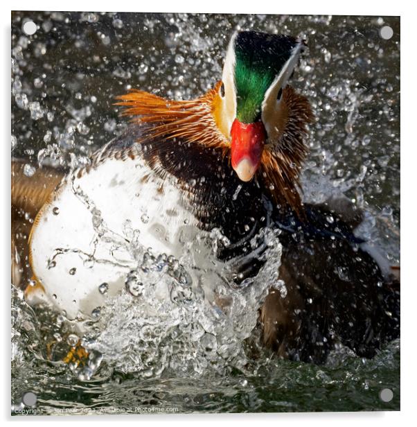 Mandarin Duck Splashing Acrylic by Jon Pear