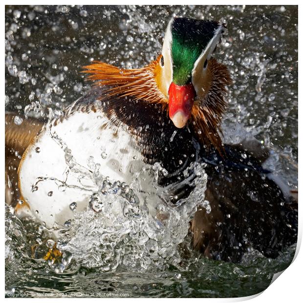 Mandarin Duck Splashing Print by Jon Pear