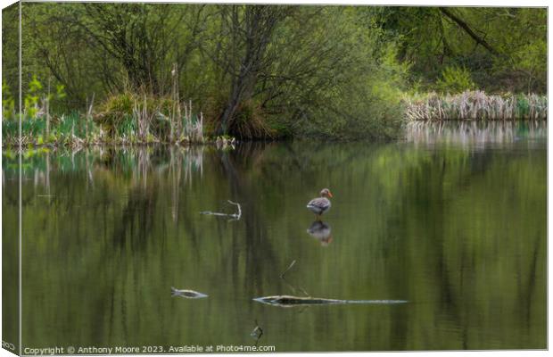 Daventry Country Park,Northants.  Canvas Print by Anthony Moore