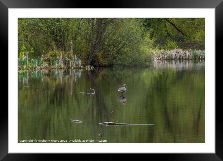 Daventry Country Park,Northants.  Framed Mounted Print by Anthony Moore