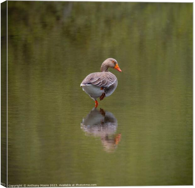 Goose Reflection at Daventry Country Park. Canvas Print by Anthony Moore