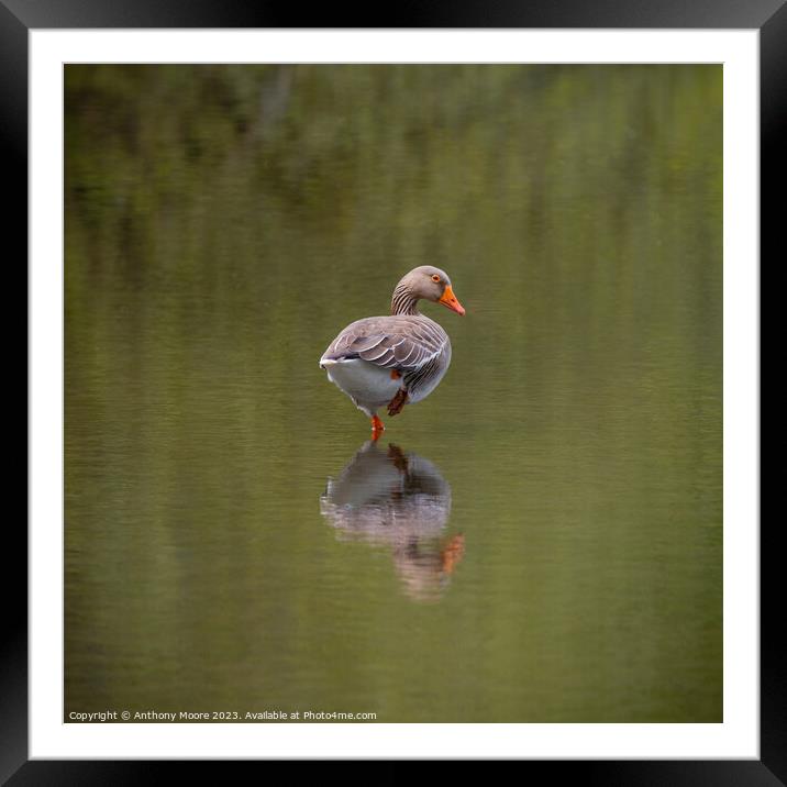 Goose Reflection at Daventry Country Park. Framed Mounted Print by Anthony Moore