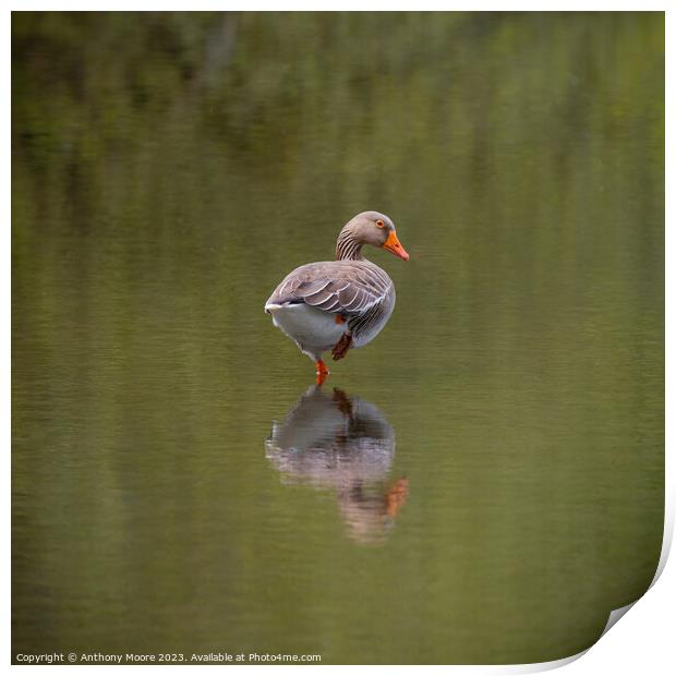 Goose Reflection at Daventry Country Park. Print by Anthony Moore