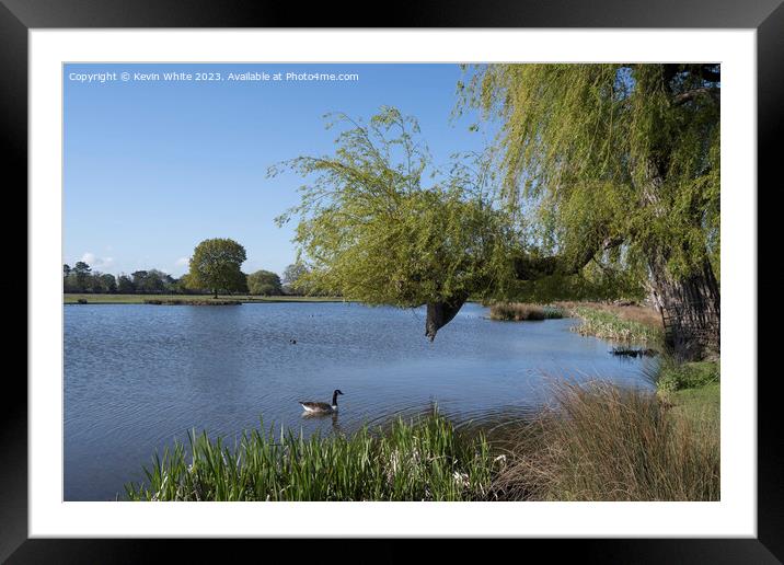Relaxing by the pond on an early spring morning Framed Mounted Print by Kevin White