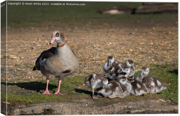 Egyptian goose keeping a watchful eye on her brood Canvas Print by Kevin White