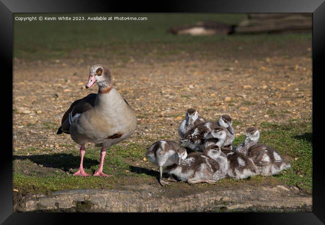 Egyptian goose keeping a watchful eye on her brood Framed Print by Kevin White