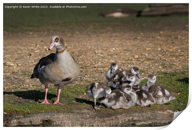 Egyptian goose keeping a watchful eye on her brood Print by Kevin White