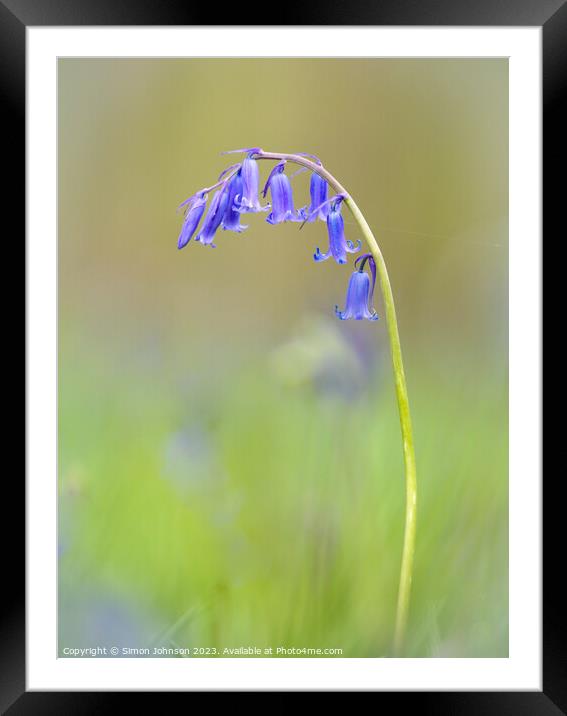  bluebell flower Framed Mounted Print by Simon Johnson