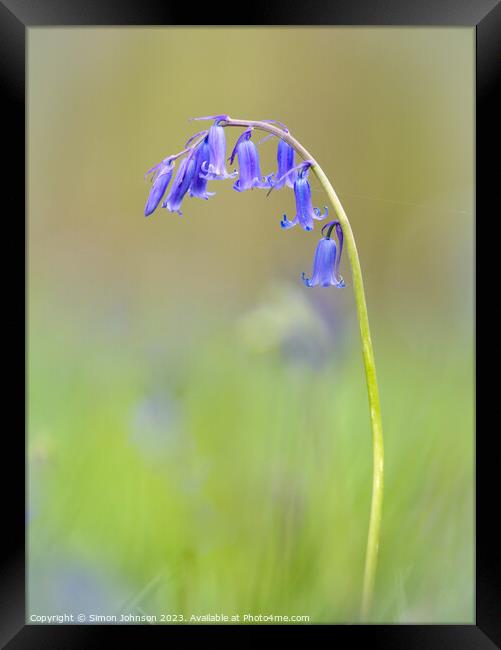  bluebell flower Framed Print by Simon Johnson