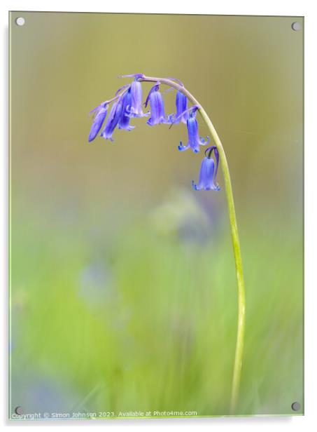  bluebell flower Acrylic by Simon Johnson