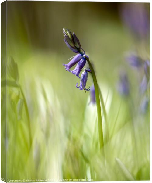 Bluebell flower  Canvas Print by Simon Johnson