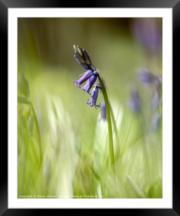 Bluebell flower  Framed Mounted Print by Simon Johnson