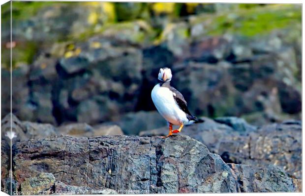 Puffin 1 Canvas Print by Mark ODonnell