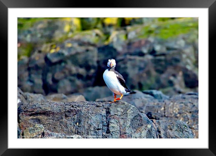 Puffin 1 Framed Mounted Print by Mark ODonnell