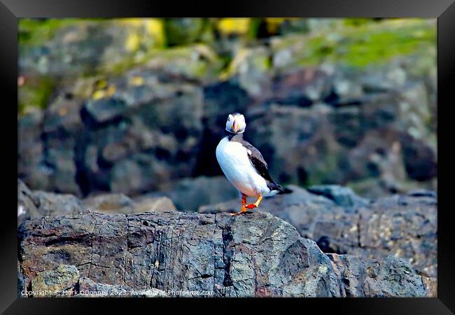 Puffin 1 Framed Print by Mark ODonnell