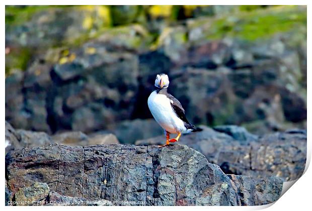 Puffin 1 Print by Mark ODonnell