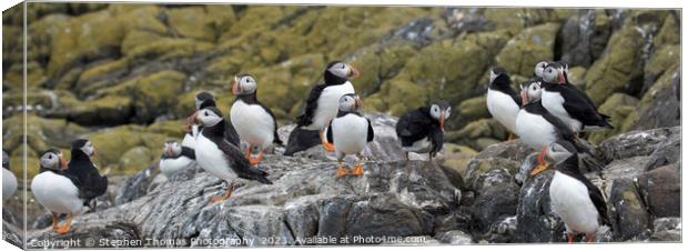 Puffin Parade on Farne Isles Canvas Print by Stephen Thomas Photography 