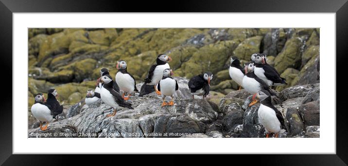 Puffin Parade on Farne Isles Framed Mounted Print by Stephen Thomas Photography 