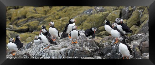 Puffin Parade on Farne Isles Framed Print by Stephen Thomas Photography 