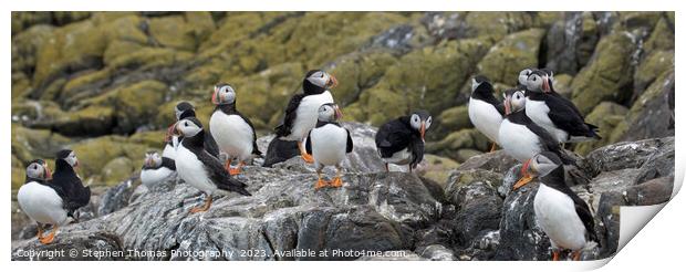 Puffin Parade on Farne Isles Print by Stephen Thomas Photography 