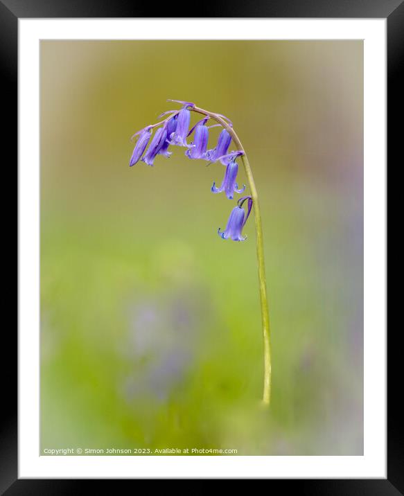 A close up of a bluebell flower  Framed Mounted Print by Simon Johnson
