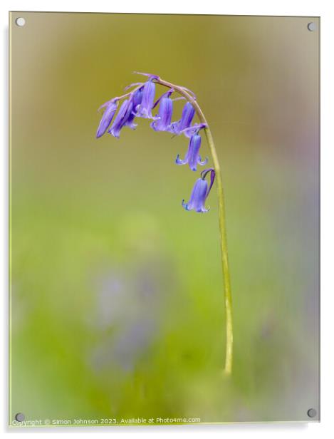 A close up of a bluebell flower  Acrylic by Simon Johnson