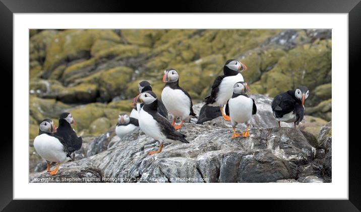 Farne Isles' Puffin Symphony Framed Mounted Print by Stephen Thomas Photography 